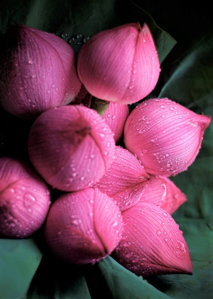 Kerala Jasmine Flowers